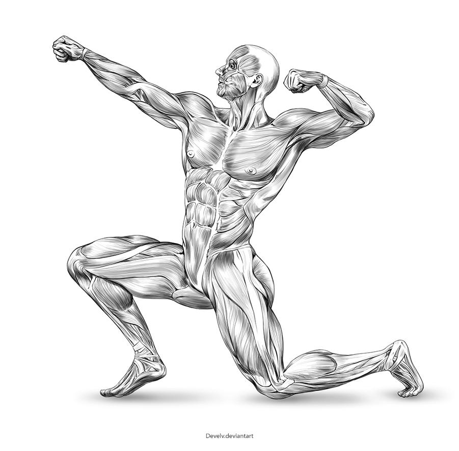 men_body_anatomy_by_develv-d84ry0s.jpg