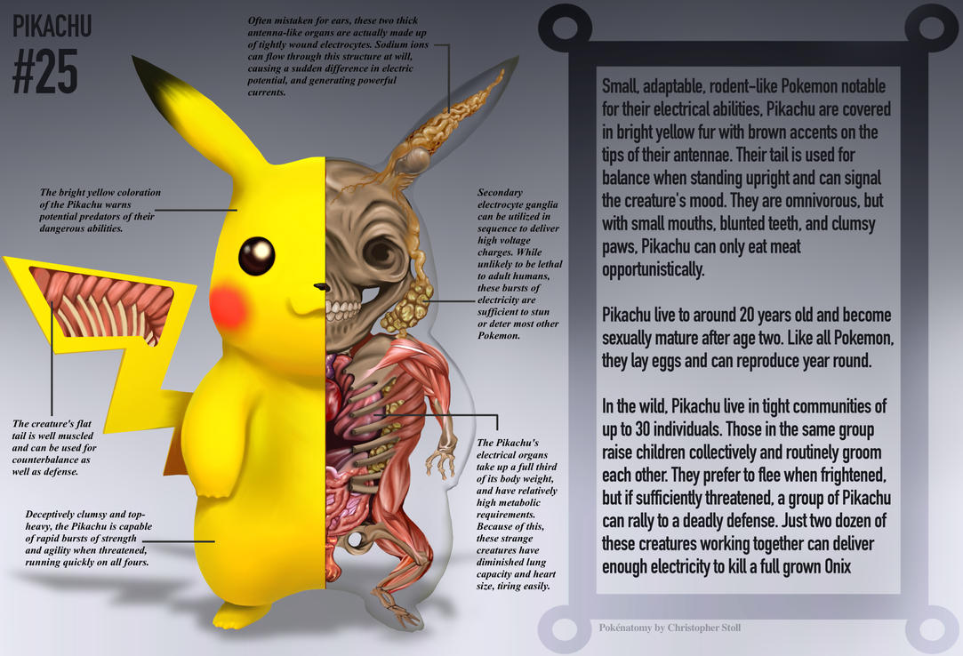 pikachu_anatomy__pokedex_entry_by_christ