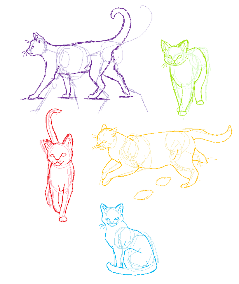Anatomy practice- Cats by candracar272 on DeviantArt