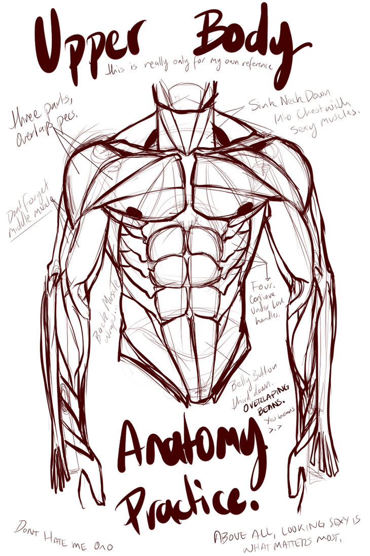 Abs and Upper Body Anatomy Practice by L-O-R-D-G-R-E-G on DeviantArt