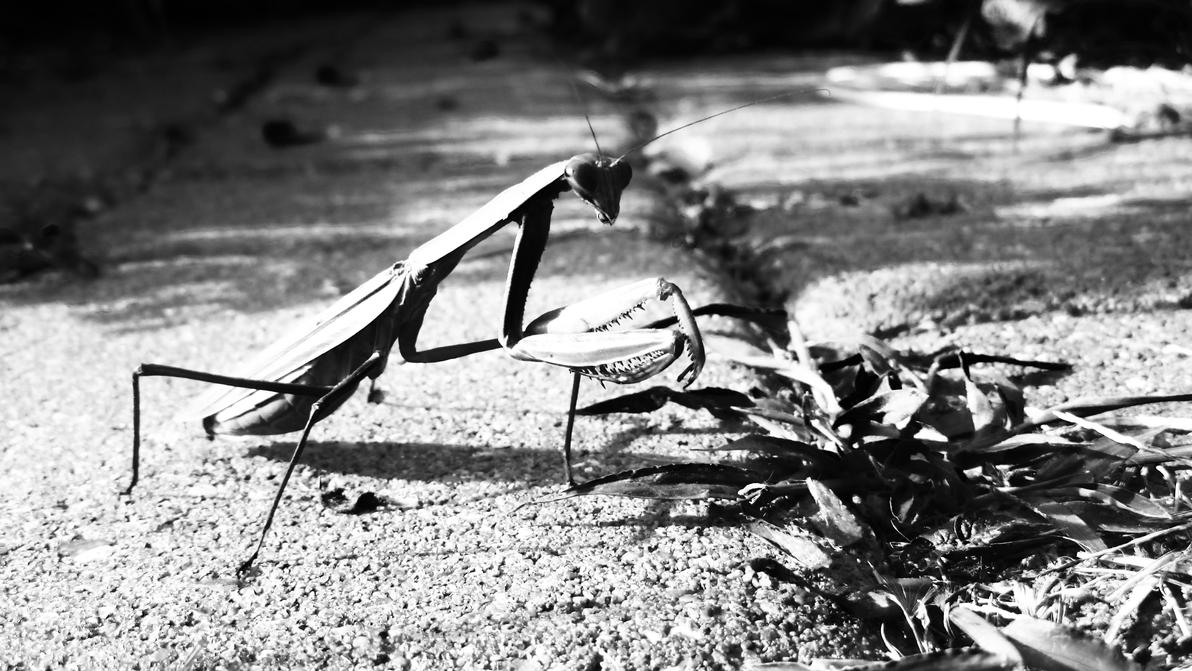 mantis by errortonin